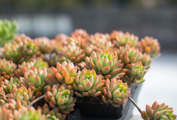 马库斯多肉皮实好养不休眠