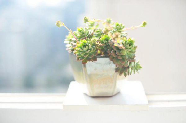 马库斯多肉皮实好养不休眠