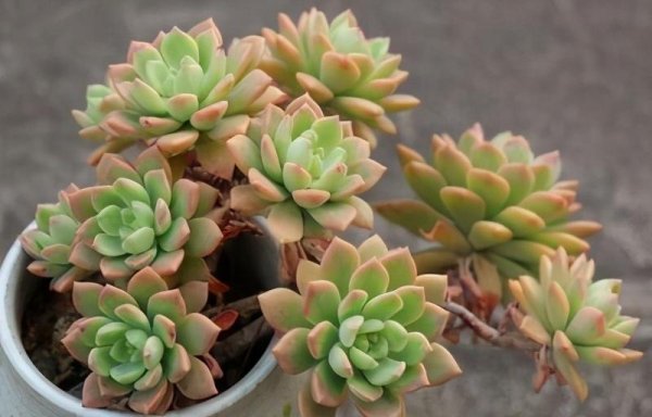 马库斯多肉皮实好养不休眠