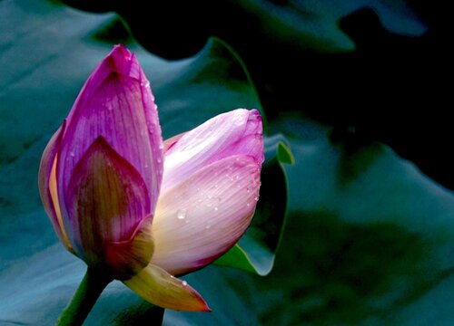 并蹄莲开花后怎么处理