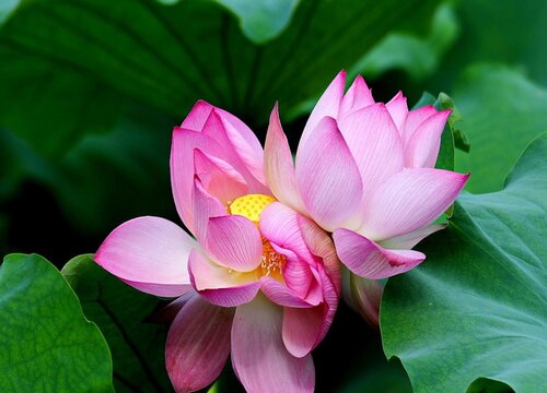 并蹄莲开花后怎么处理