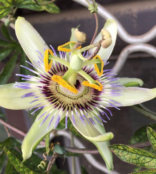 自然界神奇的植物有哪些