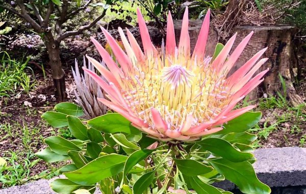 自然界神奇的植物有哪些