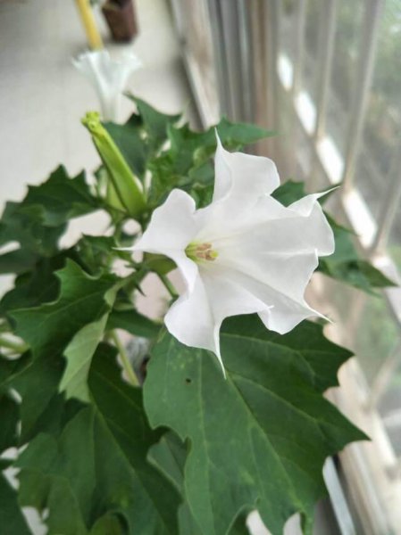 自然界神奇的植物有哪些