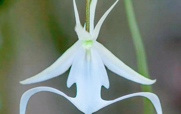自然界神奇的植物有哪些