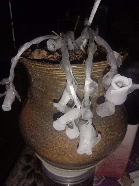 自然界神奇的植物有哪些