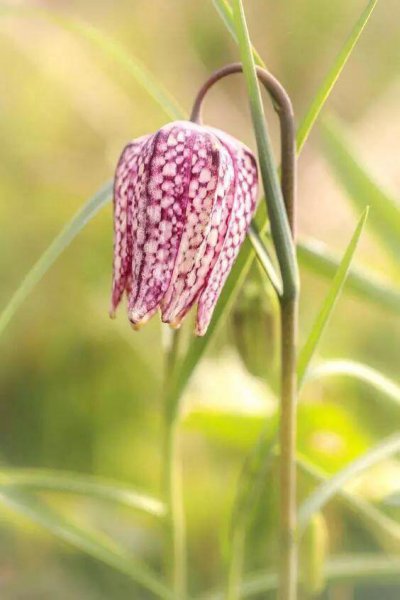 自然界神奇的植物有哪些