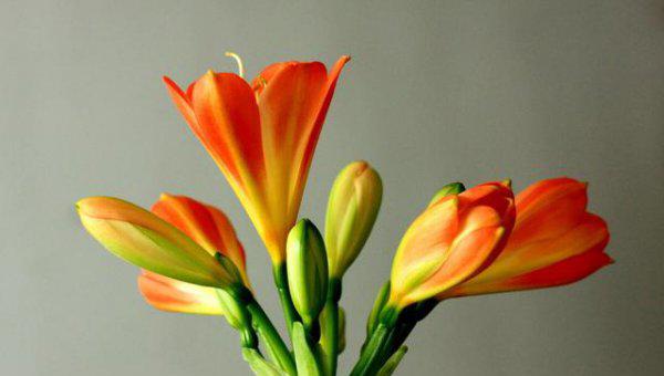 君子兰什么时候换土比较合适