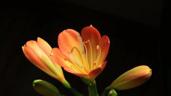 君子兰什么时候换土比较合适