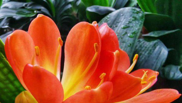 君子兰什么时候换土比较合适