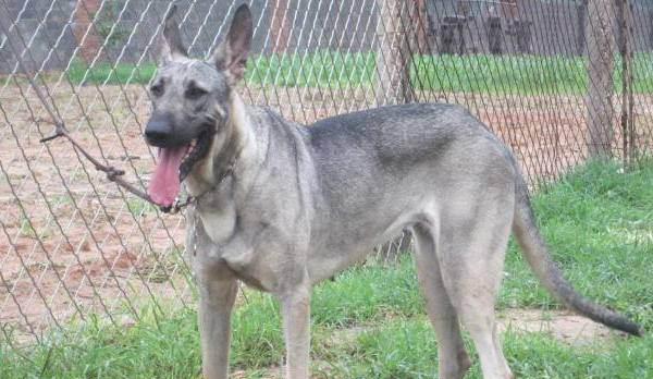 看家护院什么狗最好