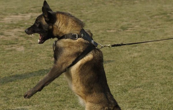 看家护院什么狗最好