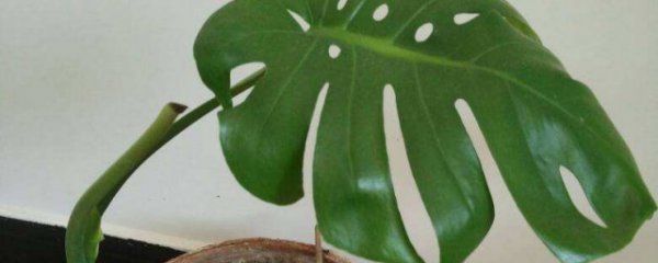 龟背竹换盆时间及注意事项