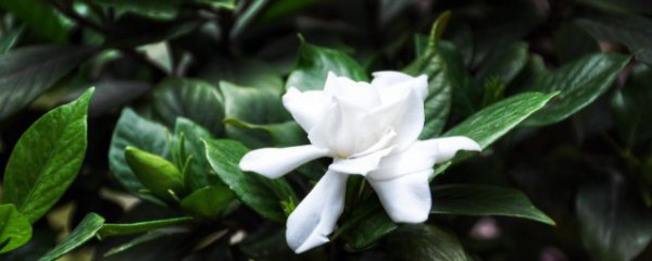 普通客厅适合养什么植物