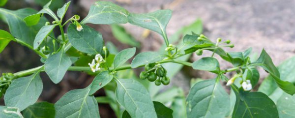 龙葵草可以当菜吃吗