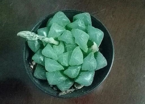 玉露喜阴还是喜阳光的植物