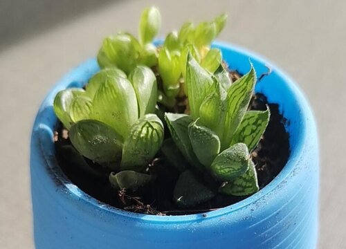 玉露喜阴还是喜阳光的植物