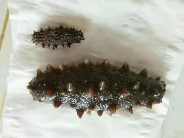 无刺海参和有刺海参哪个好吃