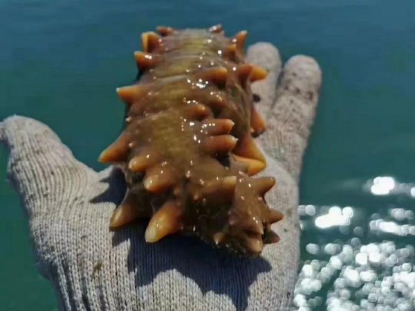 无刺海参和有刺海参哪个好吃