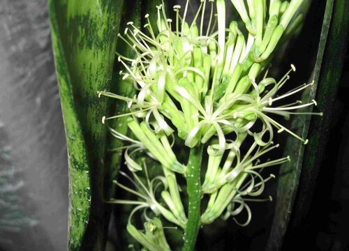 虎皮令箭开花有毒吗