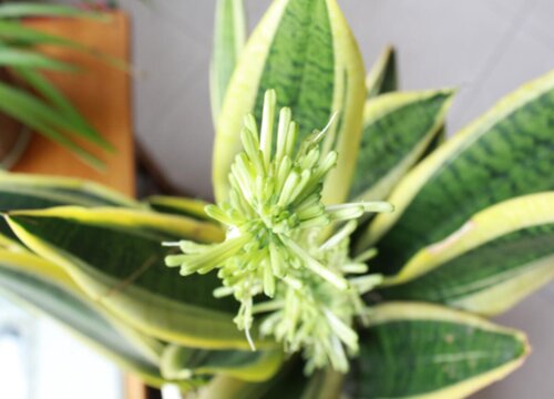 虎皮令箭开花有毒吗