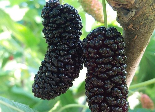 中国桑葚之乡在哪