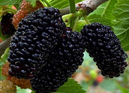 中国桑葚之乡在哪