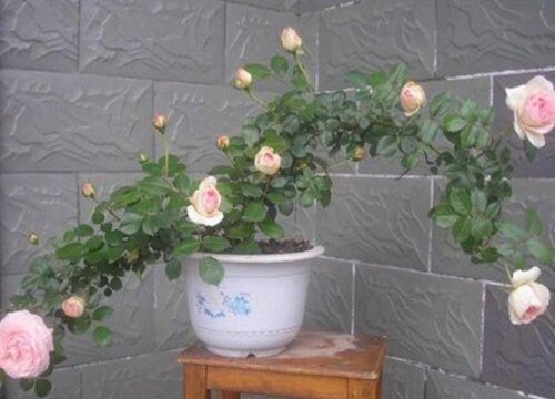 月季花适合大盆还是小盆