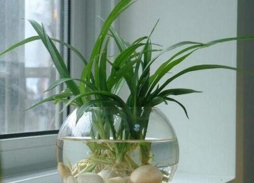 吊兰用水怎么养才能更旺盛