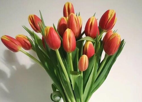 郁金香什么时候剪枝