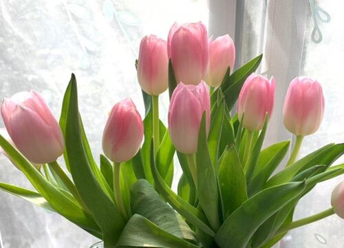 郁金香什么时候剪枝