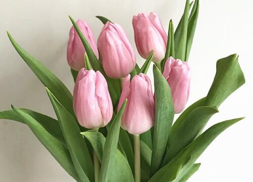 郁金香什么时候剪枝