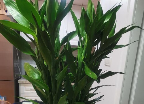 富贵竹的寓意与风水