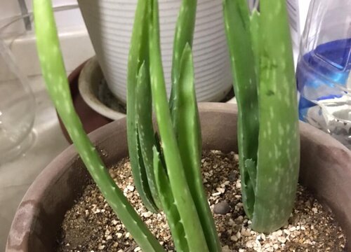 芦荟夏天可以换盆吗
