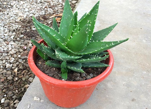 芦荟夏天可以换盆吗