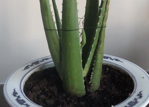 芦荟夏天可以换盆吗