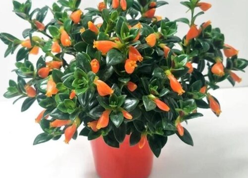 金鱼吊兰适合大盆还是小盆