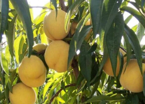 黄桃果期有多久