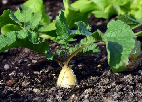 腊月适合种什么蔬菜