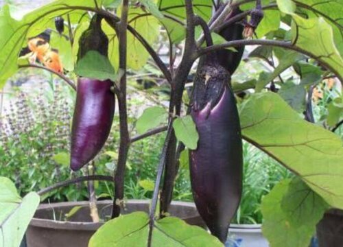 腊月适合种什么蔬菜