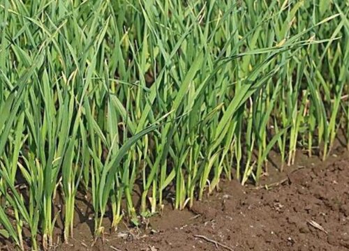 腊月适合种什么蔬菜