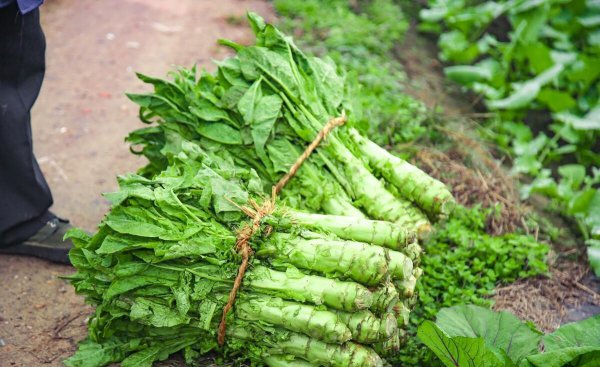 莴笋什么时候种植最好