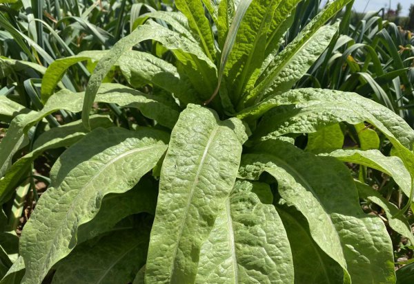 莴笋什么时候种植最好