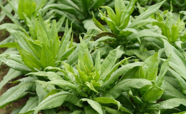 莴笋什么时候种植最好