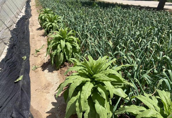 莴笋什么时候种植最好