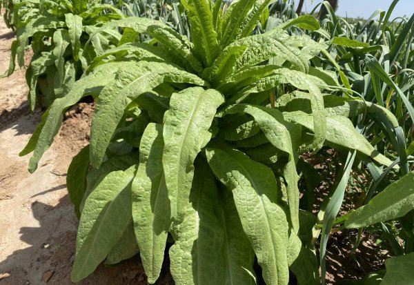 莴笋什么时候种植最好