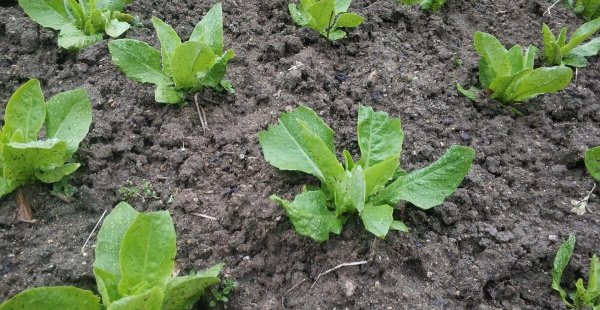 莴笋什么时候种植最好