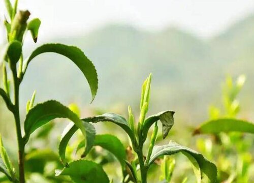 信阳毛尖哪里产的最好