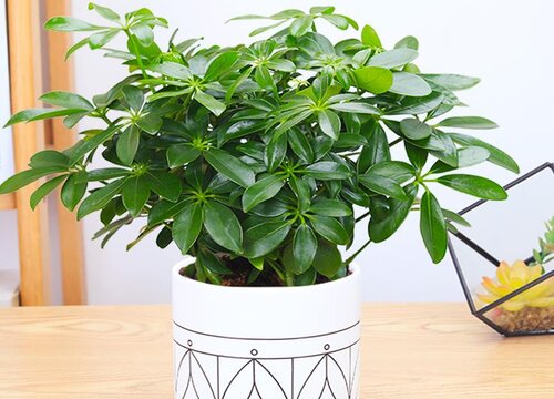 鸭掌木如何管理绿芽呼呼冒