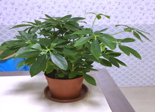 鸭掌木如何管理绿芽呼呼冒